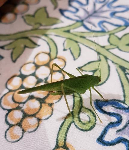 Phaneroptera nana